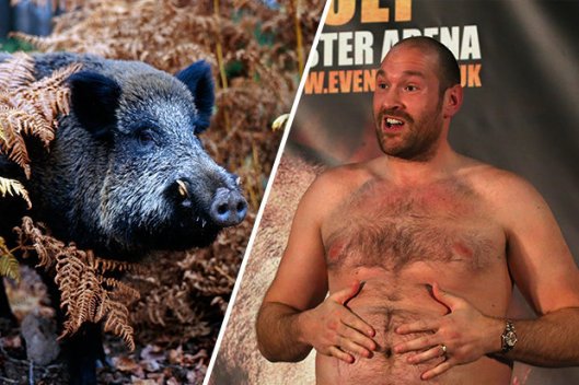 Tyson-Fury-boxer-wild-boar-heavyweight-champion-Hughie-failed-drugs-test-609464